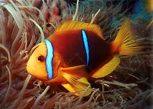 Clown fish