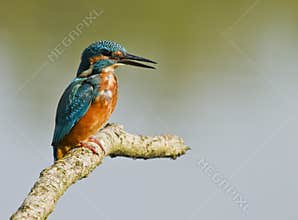 Kingfisher