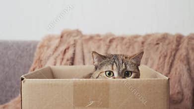 Cat with playing in a box.