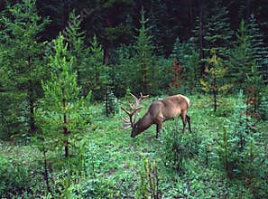 Elk, Kananaskis Country, Alberta, Canada