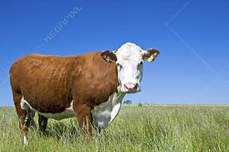 Cow Hereford, cow, cattle