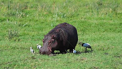 Hippo Grazing on Grass in Africa