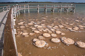 Lake Clifton Thrombolites Boardwalk