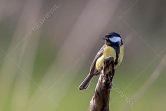 Great Tit, Parus major