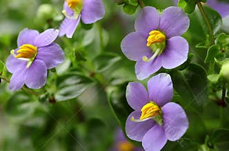 Exacum affine,Arabian, persian gentian, german violet ornamental plants in the garden.