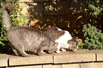 Stray cats on the street eat dry food. Homeless cats in nature.