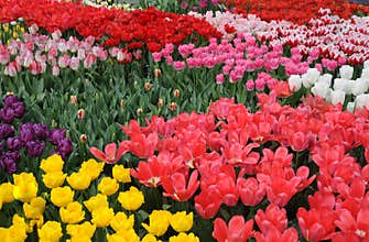 Colorful different tulips on a field in holland