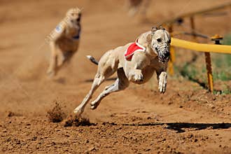 Sprinting greyhound