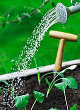Watering young seedlings
