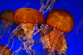 Sea nettle jellyfish