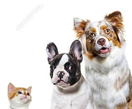 Puppy and kitten together, looking at the camera, dog and cat, isolated on white