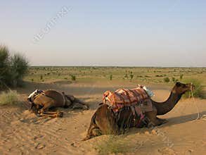Camels resting