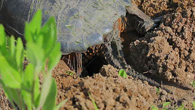 The common snapping turtle Chelydra serpentina