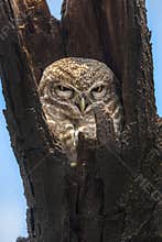 Spotted owlet peeping from tree bark