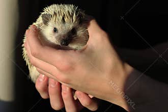 African pygmy hedgehog safely held in the hands