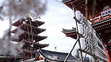 Sensoji Temple in Tokyo, Japan, Asakusa Kannon Temple, Cherry Tree Blossom