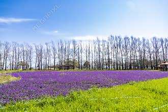 Swan Lake Nature Scenic Area, Guyuan County, Zhangjiakou City, Hebei Province, China