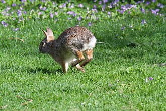 Eastern Cottontail, Hopping Away to a Field of Wild Violets - Sylvilagus floridanus