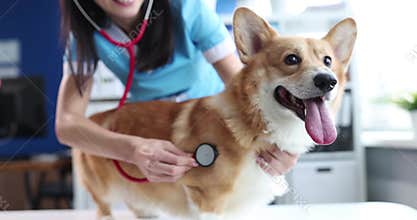 Doctor veterinarian conducting auscultation of corgi dog 4k movie slow motion