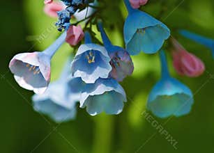 Blooming Virginia Bluebells