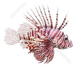 The Red Lionfish (Pterois volitans).