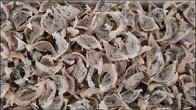 Close up of Fresh Harvested Unprocessed Swallow Bird Nest