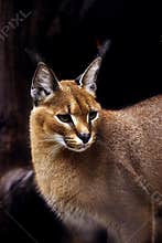 Caracal