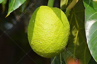 Close Up Warm Shine A Breadfruit Or Artocarpus Altilis Hanging On Tree