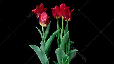 Growth, flowering and wilting of a bouquet of tulips on a black background, time lapse. Blooming Tulips flower open