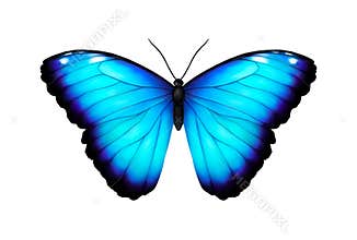 Blue tropical butterfly. Giant Morpho didius. Realistic vibrant detailed illustration. Isolated on white. Morpho
