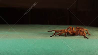 Tarantula, side view. Spider walks isolated on green background. wild tarantula