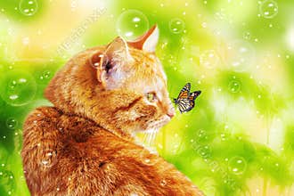 Beautiful ginger cat and a butterfly on a natural background