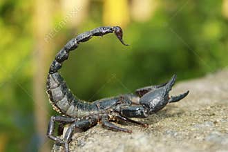 Black Scorpions are predatory arachnids of the order Scorpiones. India