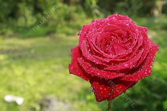 Velvet Red Rose Macro Symbol of Love and Passion in Floral Detail