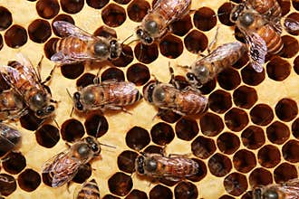 Honey bees work on its honeycomb, apis cerana indica.