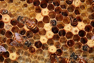 Honey bees work on its honeycomb, apis cerana indica.
