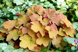 Amazing colorful orange and pink heuchera in the garden closeup.