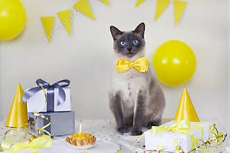 Celebrating birthday cat, birthday party at home. Cat`s day.