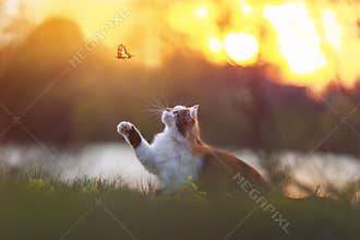 A beautiful fluffy cat catches a butterfly with its paw in a sunny summer meadow