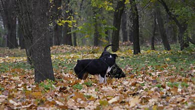 The pets run over the yellowed fallen leaves, the Giant Schnauzer grabs the plate with its teeth, and the Aussie grabs