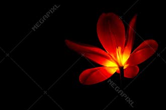 Backlit red tulip close up on dark background