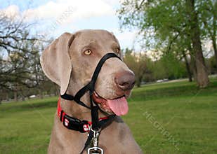 Dog with Training Collar