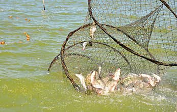 Fishing net with fish