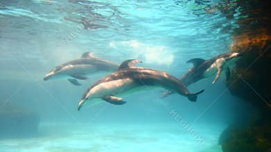 Atlantic white-sided dolphin swim across 3