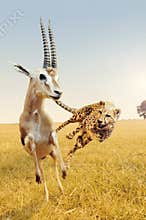 Cheetah hunting gazelle on Africa's savanna
