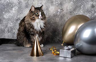 Cat with balloons and gift box with party hat on gray background. Birthday celebration concept
