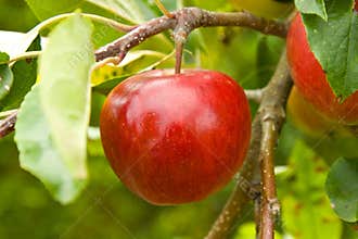 Apple on Tree