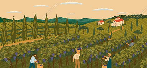 Vineyard landscape with grape tree field and winery villa on background. Hand draw vector illustration poster. The