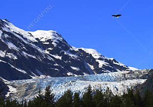 Eagle Over Davidson Glacier