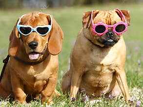 Dogs with Sunglasses